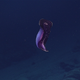 A deep-sea holothurian or sea cucumber, swimming at Fina Nagu Caldera D.